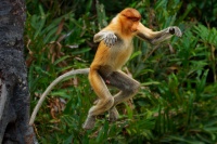 Kahau nosaty - Nasalis larvatus - Proboscis Long-nosed Monkey o8508_1